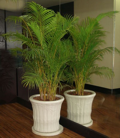 cay-cau-vang
