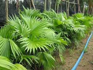cay-co-gai