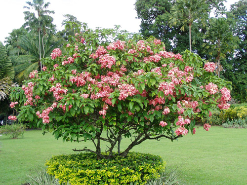 cay-hoa-en-hong-buom-hong