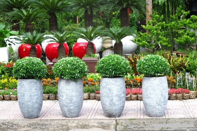 cay-mai-van-phuc