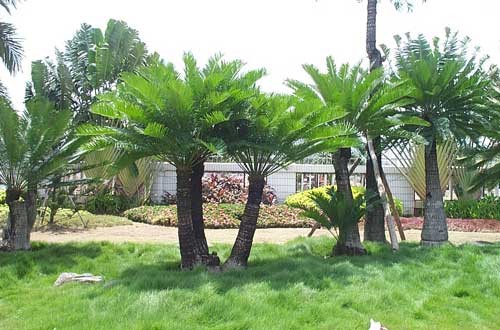 cay-van-tue