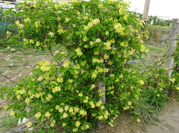 day-mai-hoang-yen