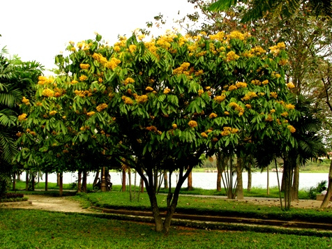 cay-vang-anh