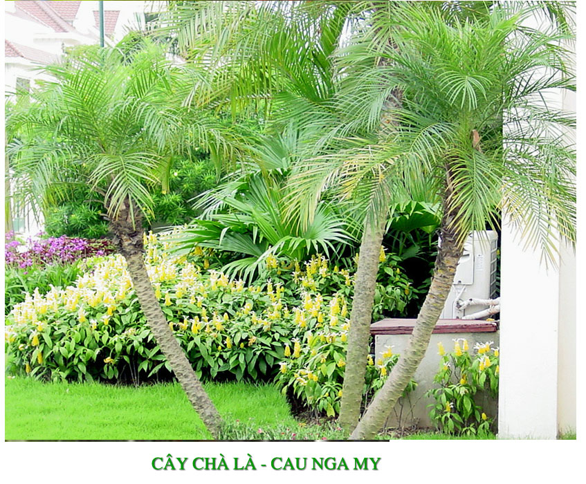 cay-cha-la