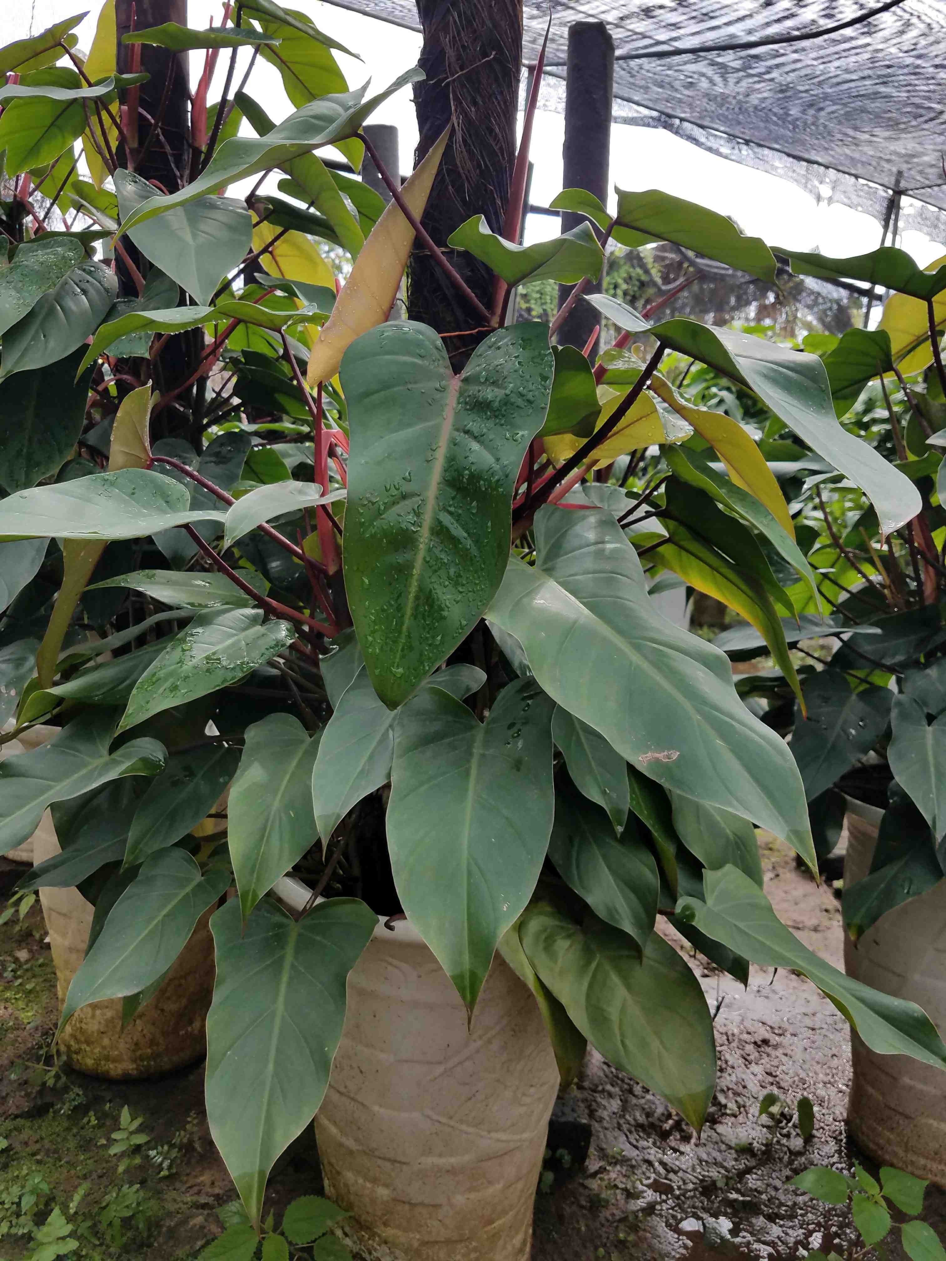 cay-saphia-hong-diep-mon